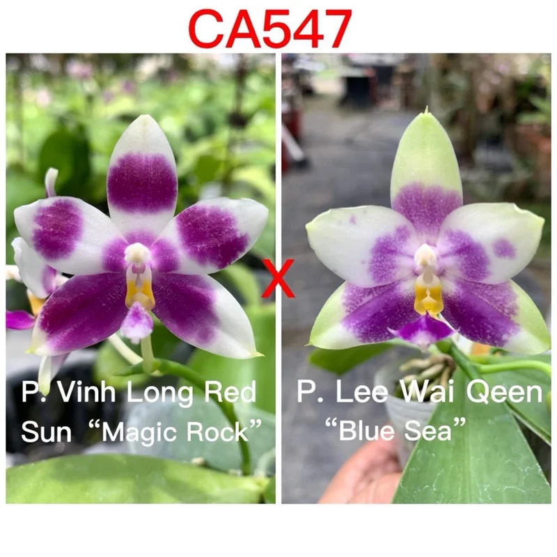clickseattlelocal3987715