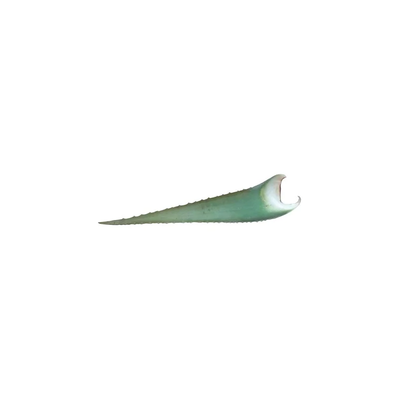 ibspot-14002423