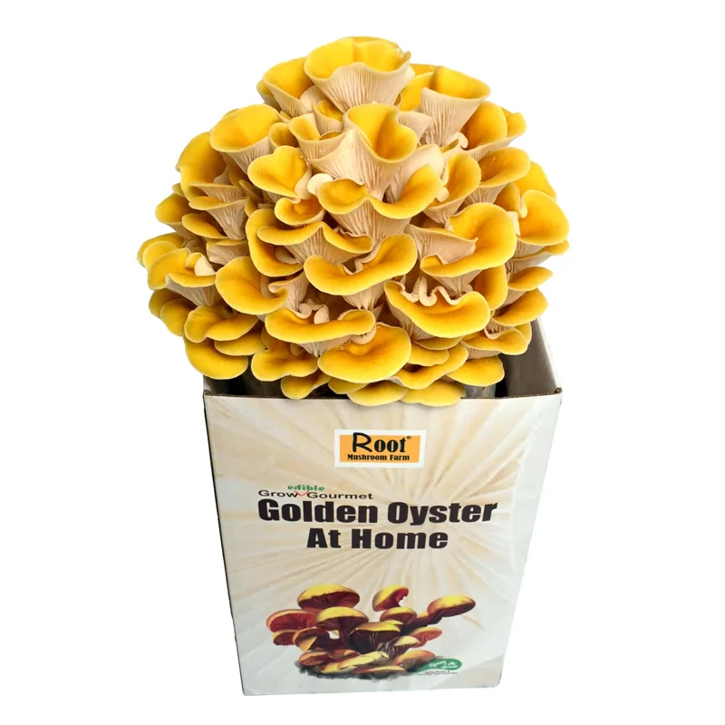 ibspot-35077300