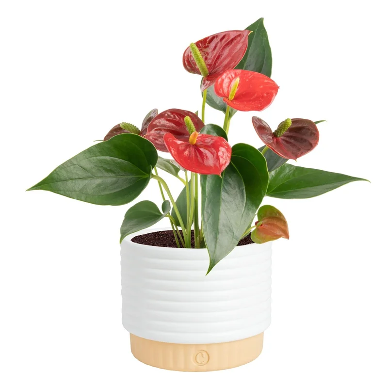 ibspot-46734319