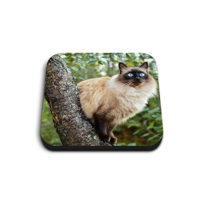 ibspot-55424570