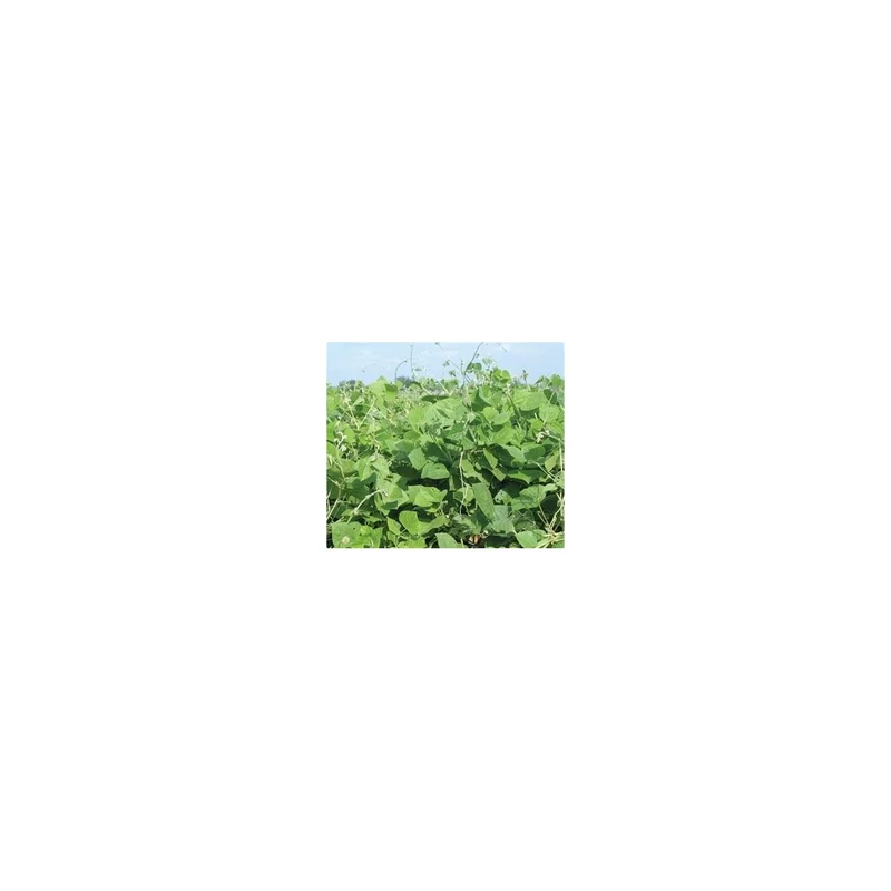 ibspot-56124715
